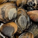 Tips mencuci kerang