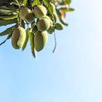Tips memetik mangga