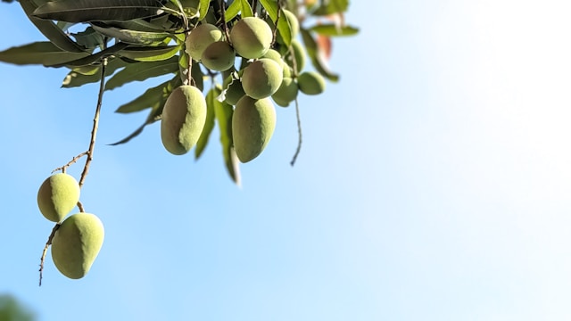 Tips memetik mangga